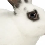 How To Clean Rabbits Eyes
