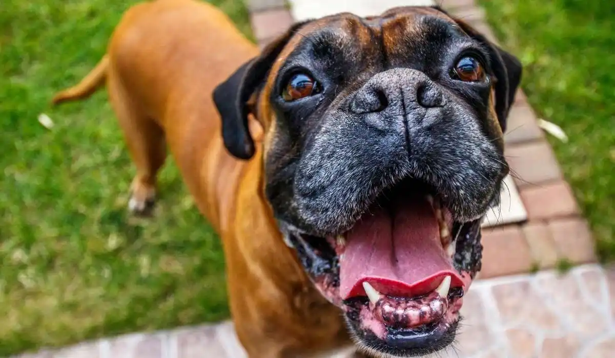 How Long Are Boxer Dogs Pregnant