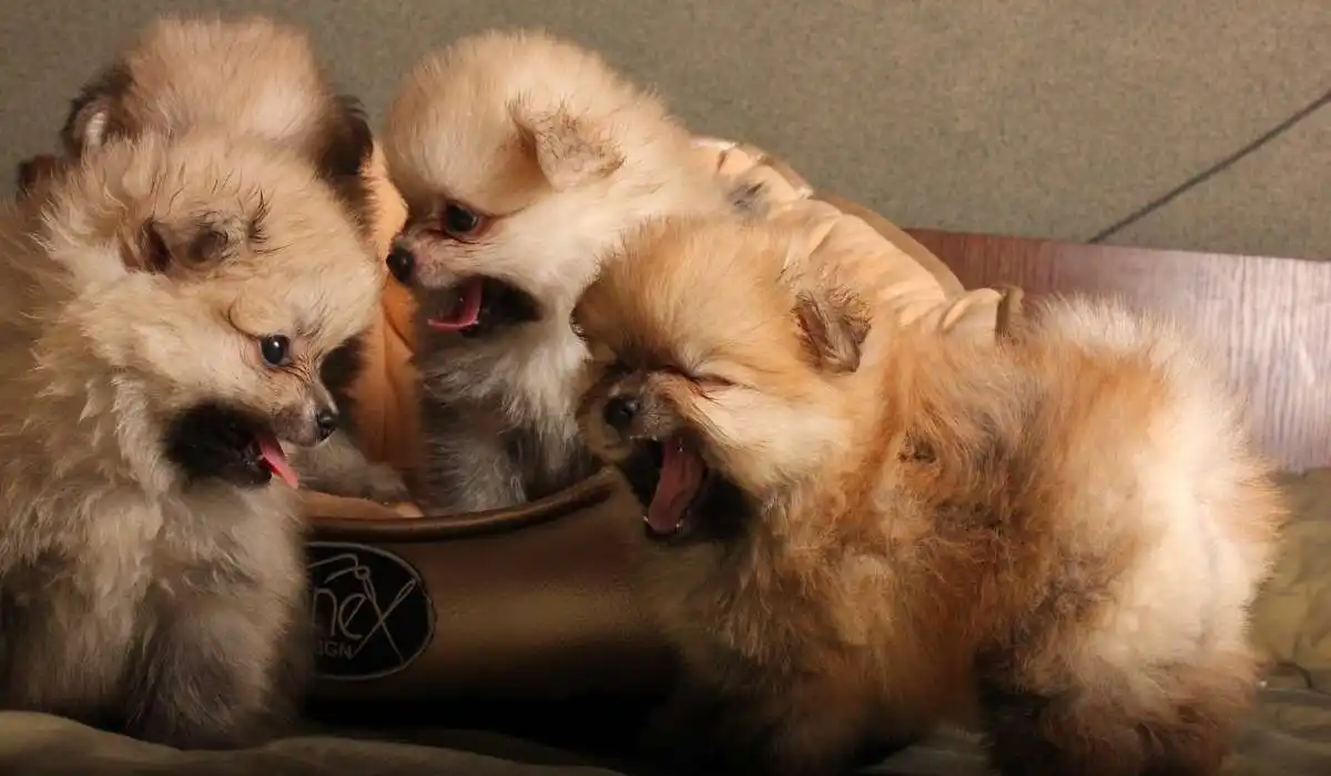 How Many Puppies Can a Pomeranian Have