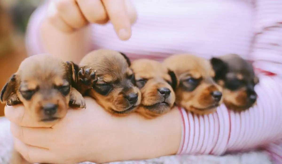 How Much Are Dachshund Puppies