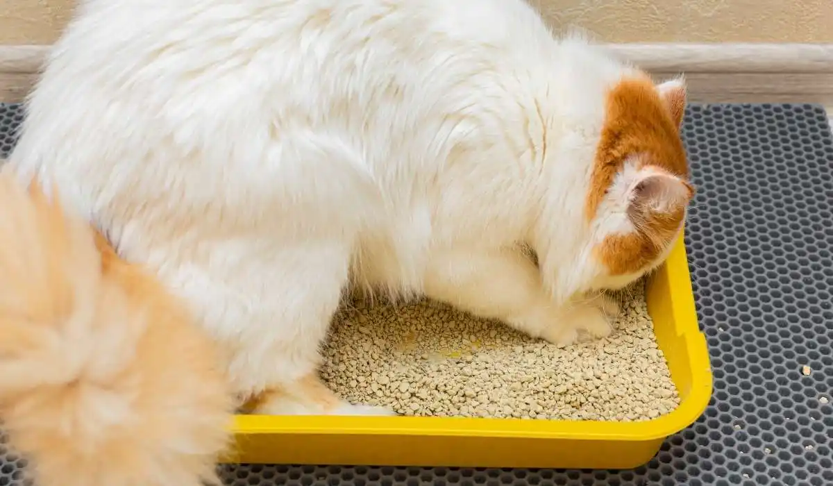 How to Get Cat Litter Out of Carpet