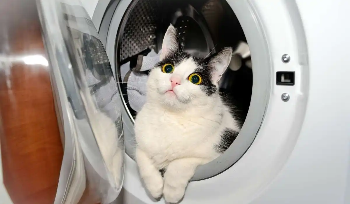 How to Get Cat Pee Smell Out of the Dryer