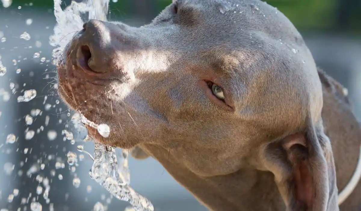 How to Get a Dog to Drink More Water