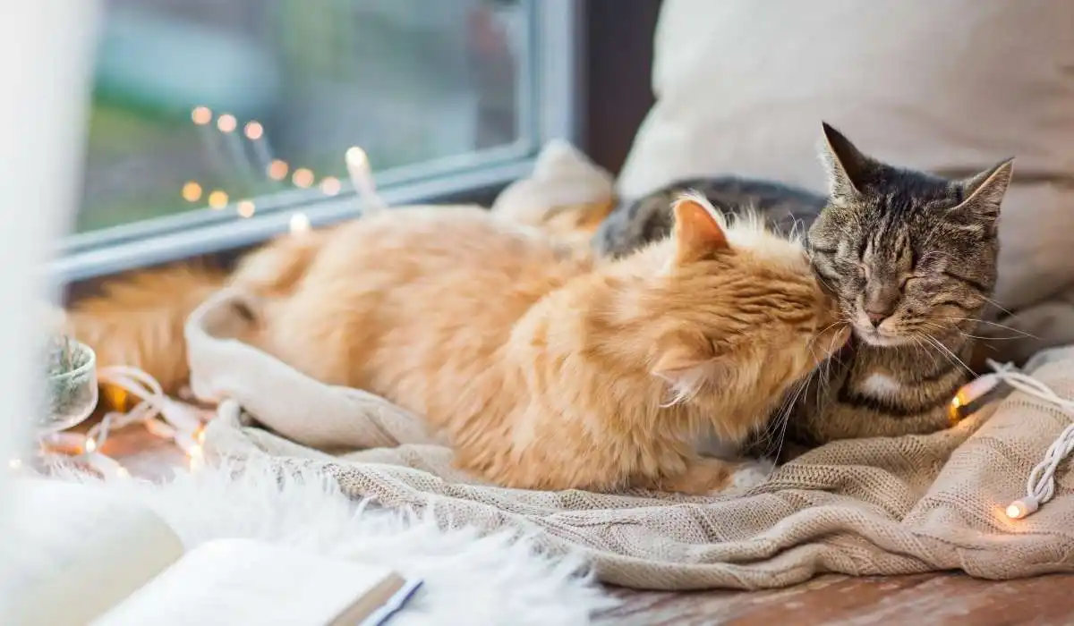 How to Keep Indoor Cats Warm in Winter