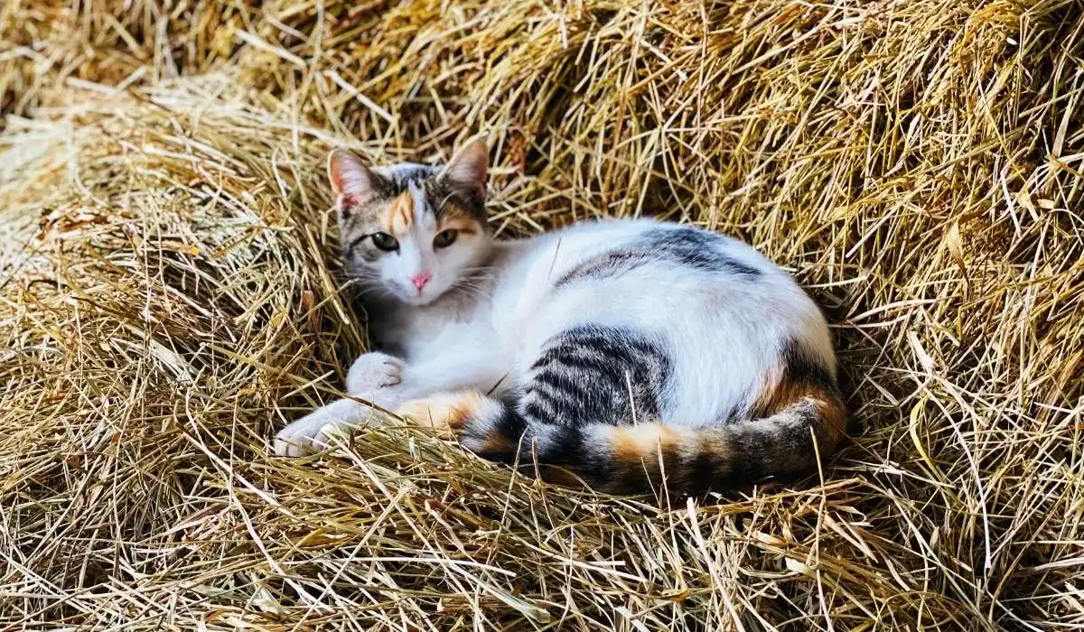 How to Raise a Kitten to Be a Barn Cat