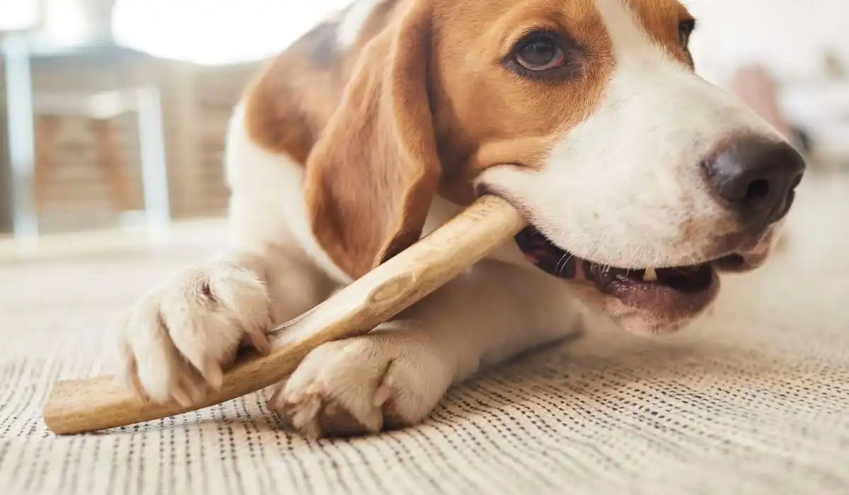How to Stop Your Dog From Chewing Wood