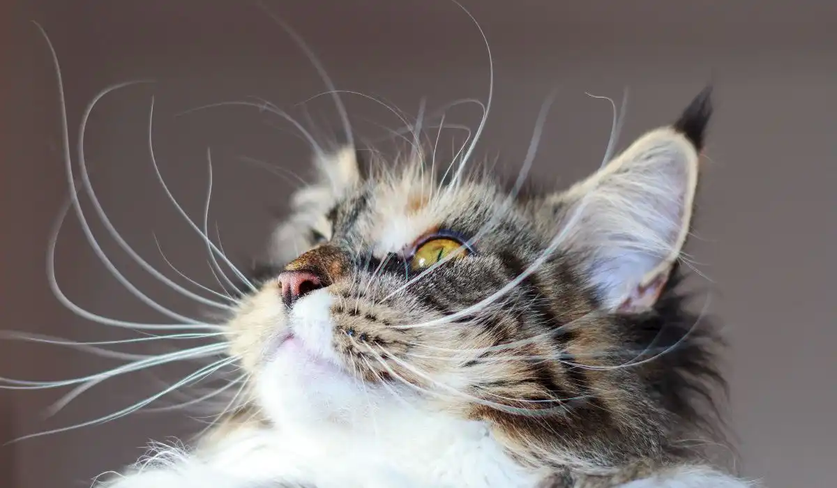 Is Whisker Fatigue Real?