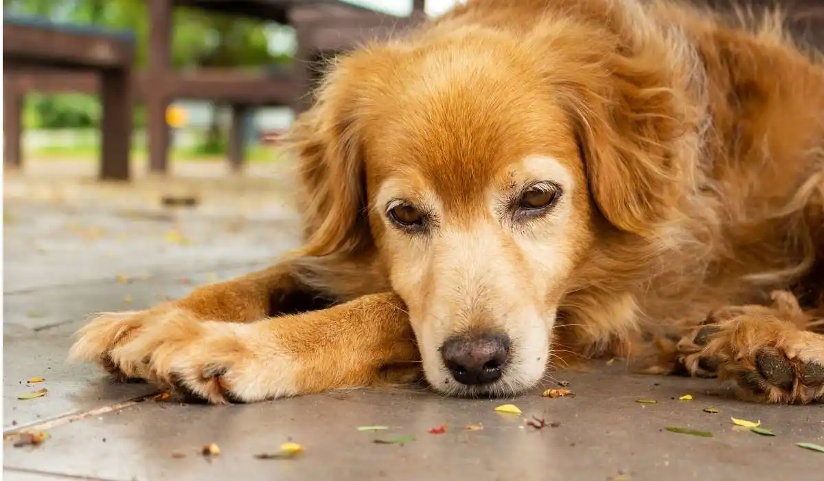 Liver Failure Dogs Symptoms