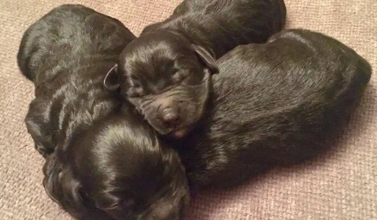 Longest Time Between Puppies Being Born