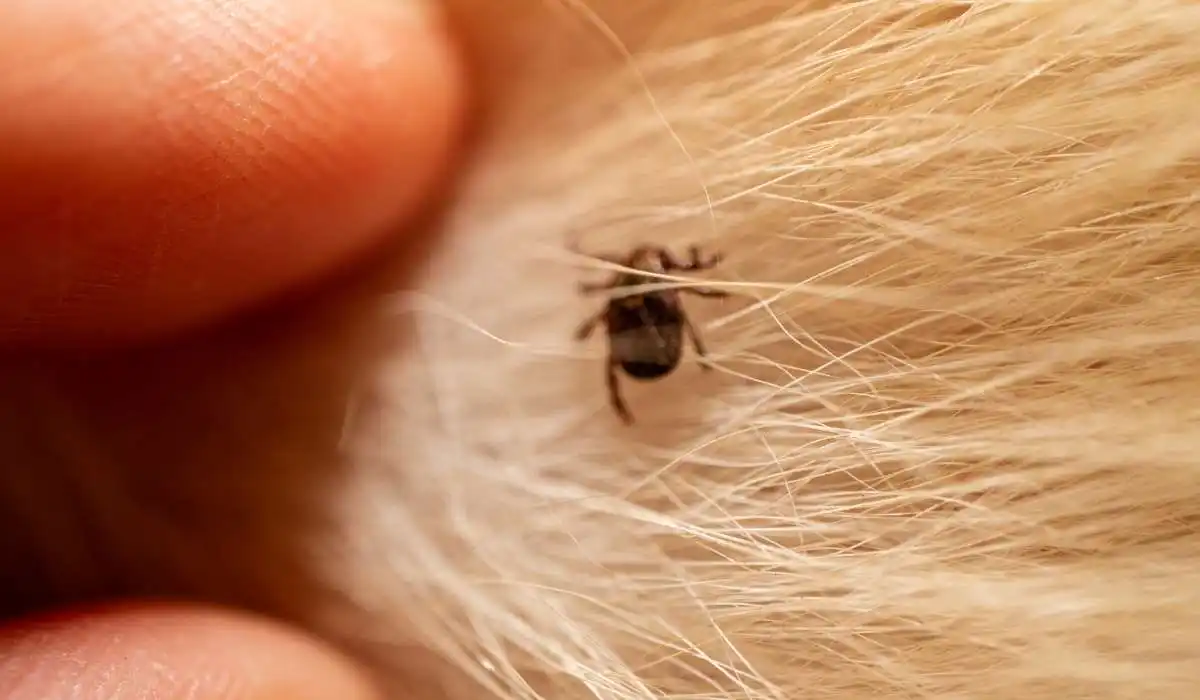 Painless Way to Remove Ticks From Dog