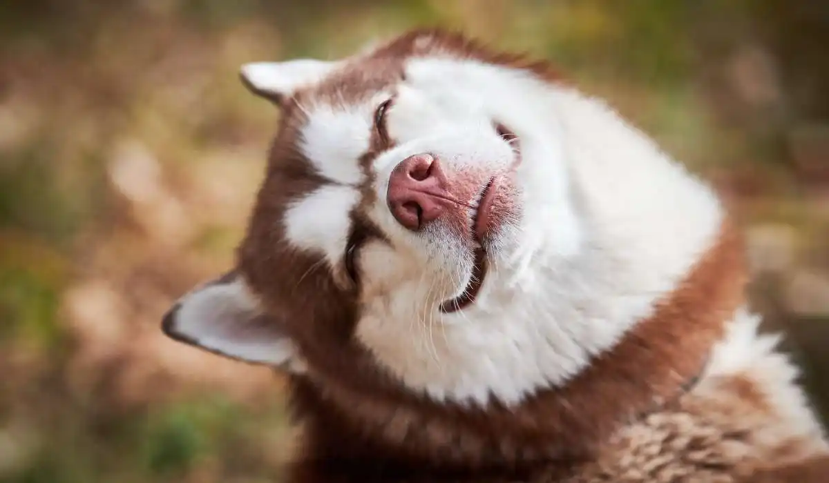 Siberian Husky Wolf