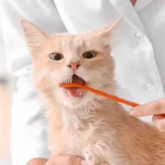 Teeth Brushing for Cats