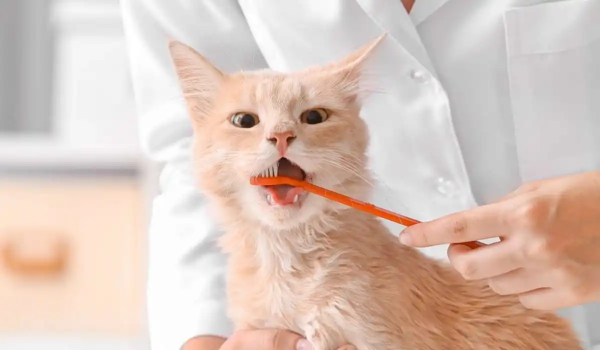Teeth Brushing for Cats
