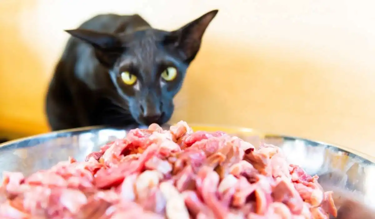 What Kind of Raw Meat Can Cats Eat