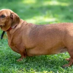 What to Feed Dog to Gain Weight