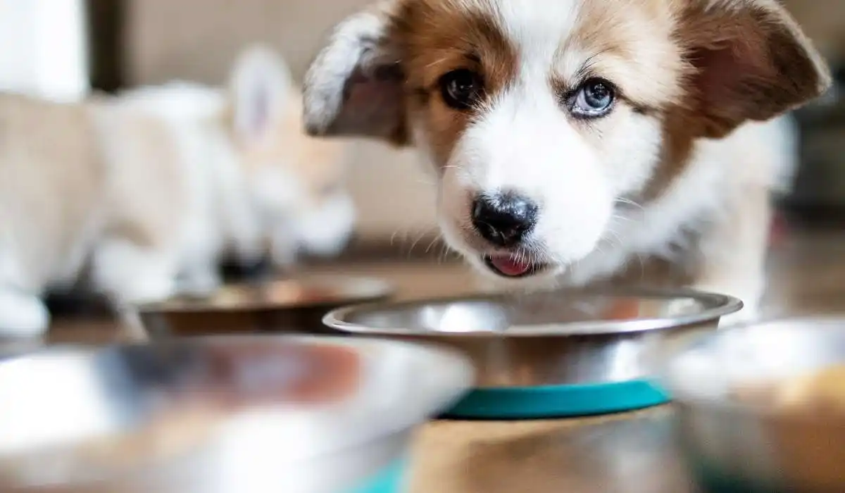 When to Feed a Puppy