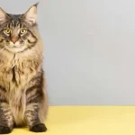 Why Are Maine Coon Cats so Big