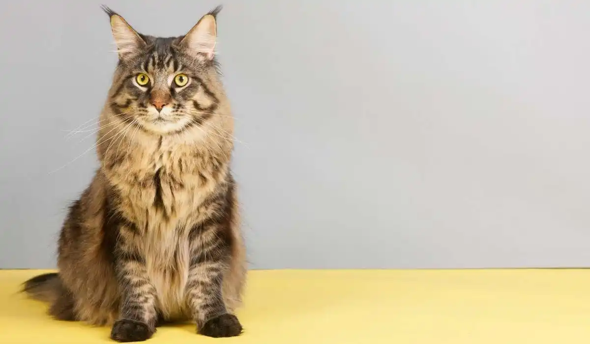 Why Are Maine Coon Cats so Big