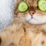Why Cats Are Afraid of Cucumbers