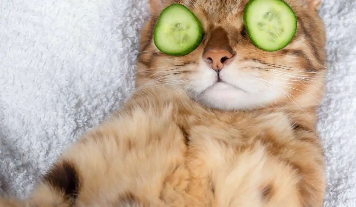 Why Cats Are Afraid of Cucumbers