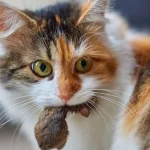 Why Cats Bring Dead Animals