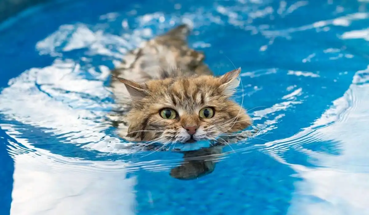 Why Cats Hate Water