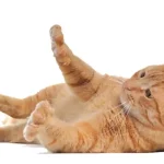 Why Do Cats Fold Their Paws