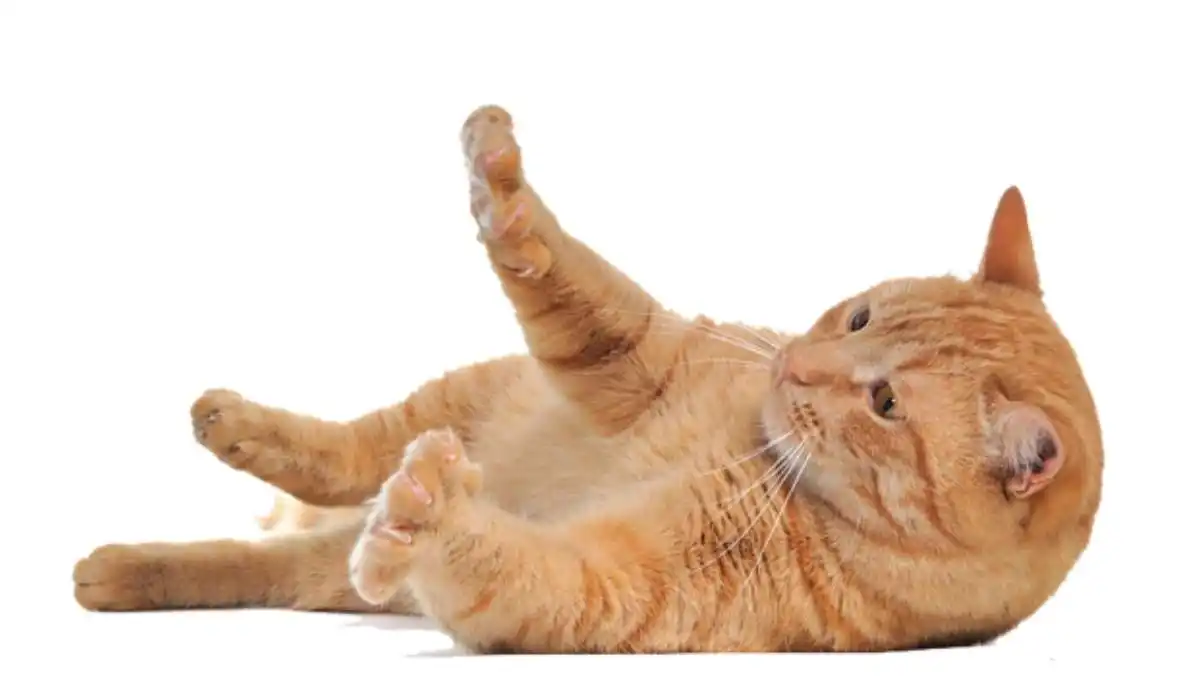 Why Do Cats Fold Their Paws