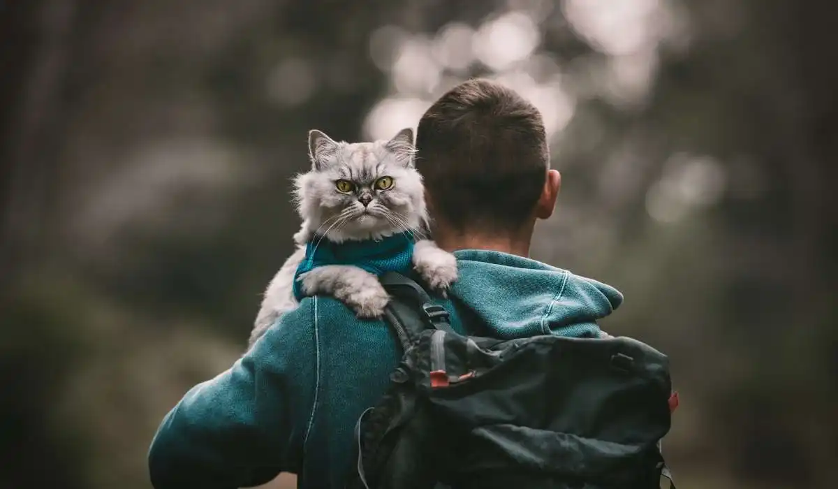Why Do Cats Pee on Backpacks