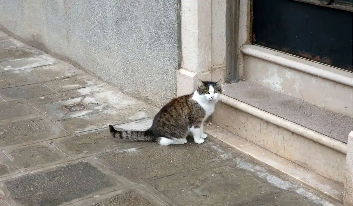 Why Does My Cat Sit at the Front Door