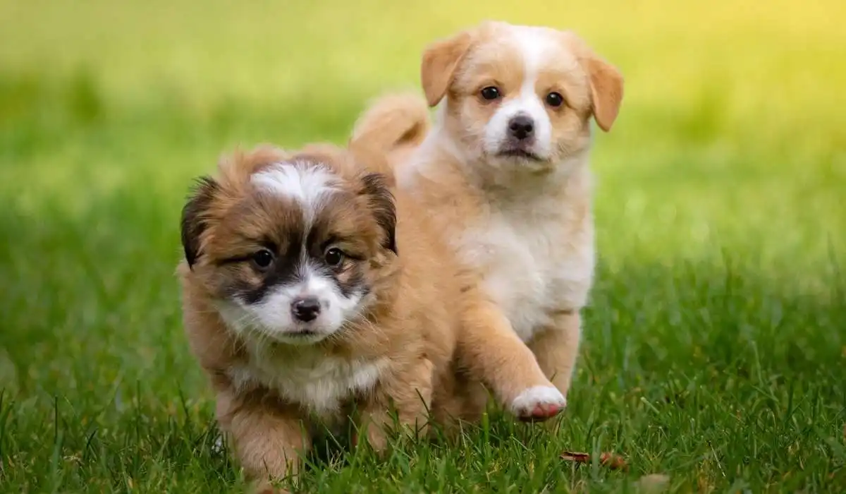 Worming Medicine for Puppies