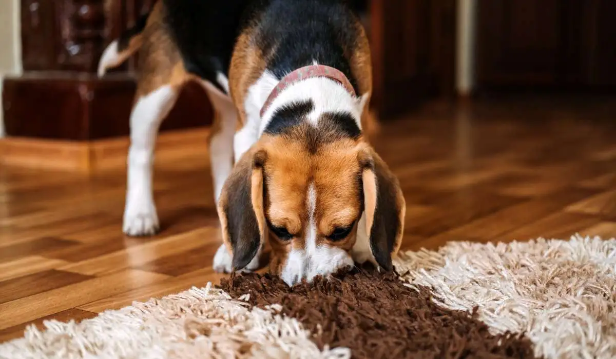 7 Reasons Why Beagles Are Good Apartment Dogs