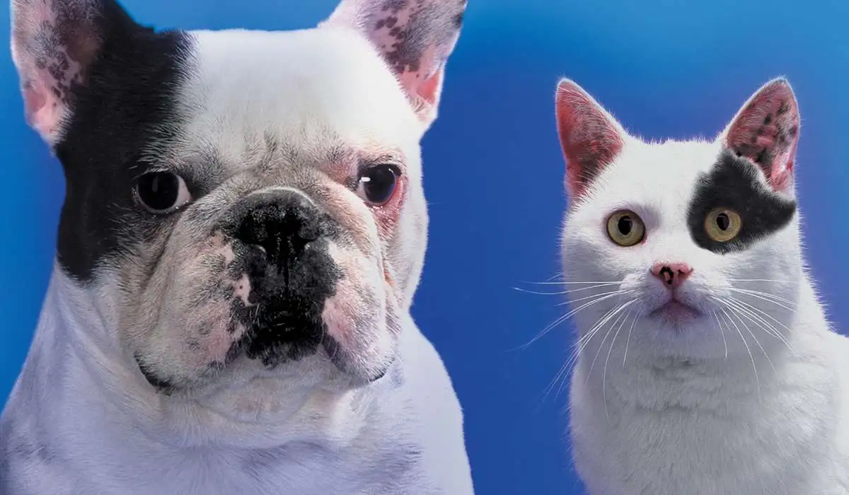 How French Bulldogs Can Be Good With Cats