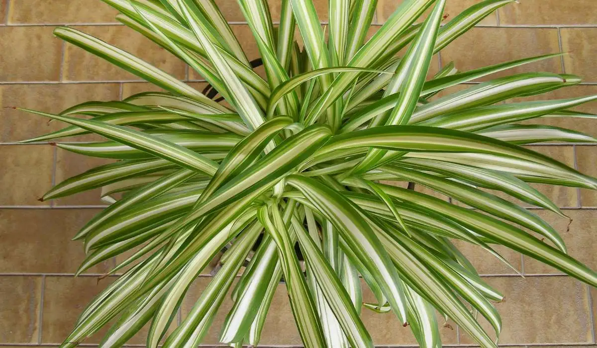 Keeping Dogs Safe: Spider Plants and Poisonous Risks