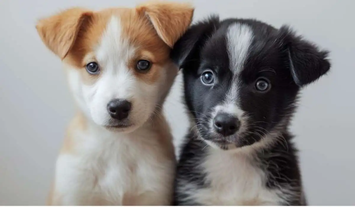Ultimate Guide to Ausky Puppies: Everything You Need to Know