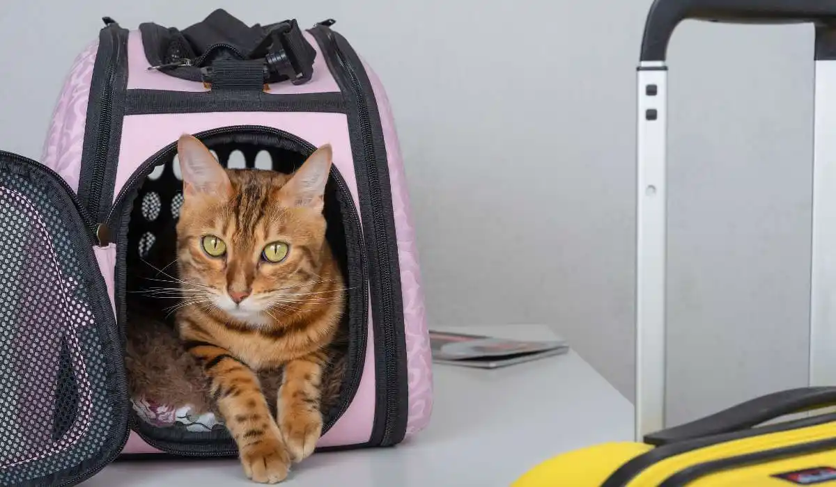 7 Best Airline Approved Cat Carriers for Safe and Stylish Travel