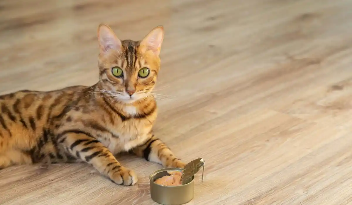 4 Best Automatic Cat Feeders for Wet Food – Keep Your Feline Friend Fed and Happy