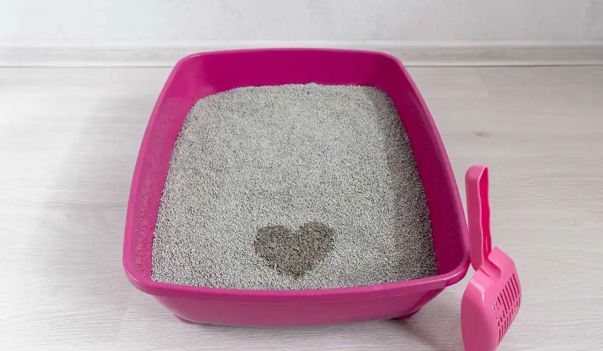 4 Best Automatic Litter Boxes for Cats: Making Cat Care Effortless