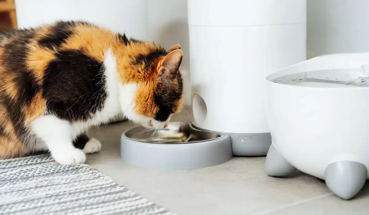 6 Best Automatic Pet Feeders for Hassle-Free Feeding
