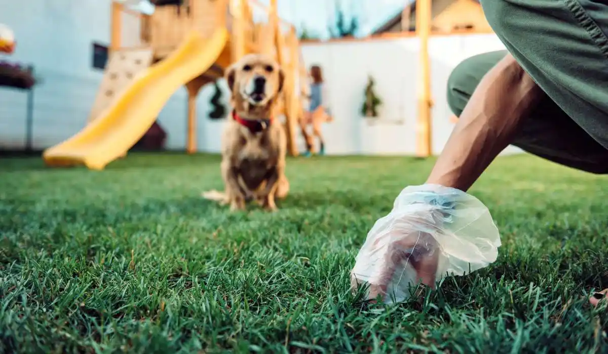 5 Best Biodegradable Dog Poop Bags for Eco-Friendly Pet Owners