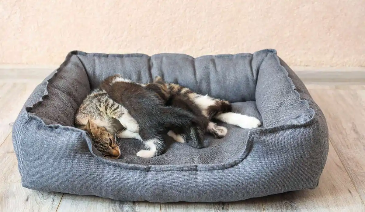 6 Best Cat Beds for Anxiety to Help Your Feline Friend Relax and Unwind