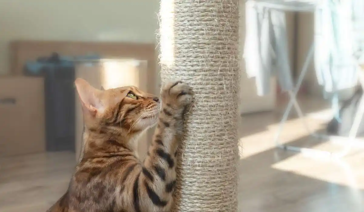 5 Best Cat Scratching Trees That Will Keep Your Feline Friend Happy and Healthy