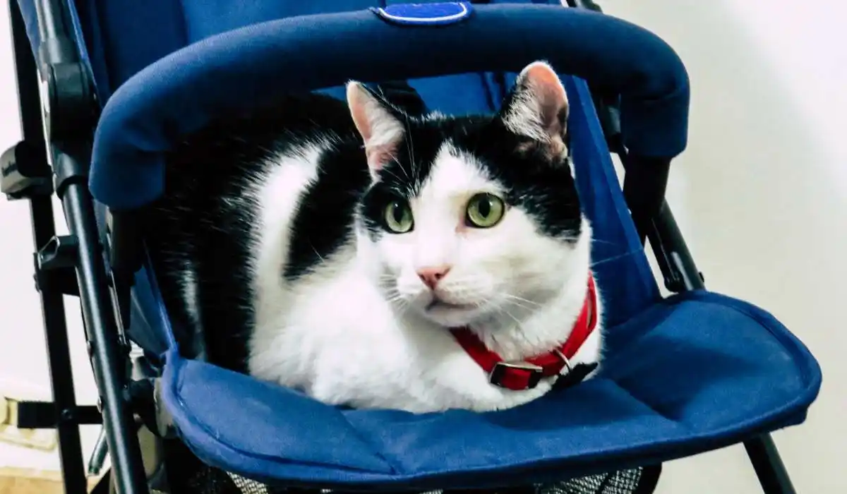 6 Best Cat Strollers for Travel - Making Adventures With Your Feline Friend a Breeze
