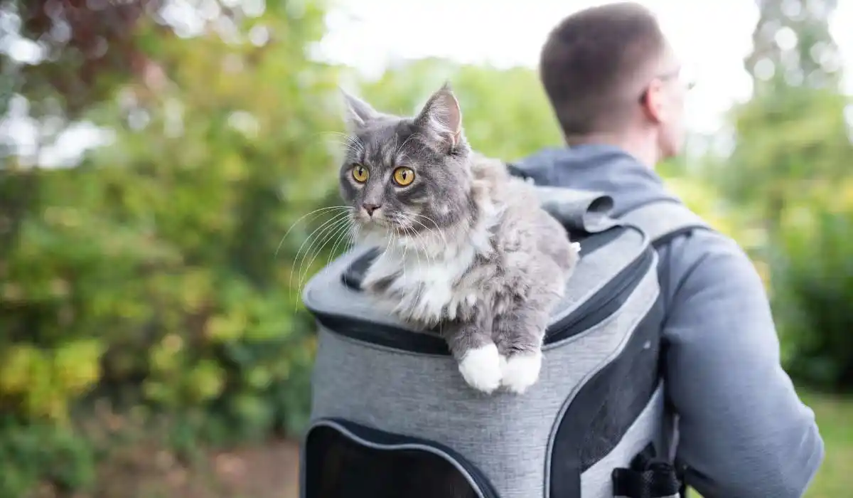 5 Best Cat Travel Backpacks With Window for Stylish and Safe Adventures