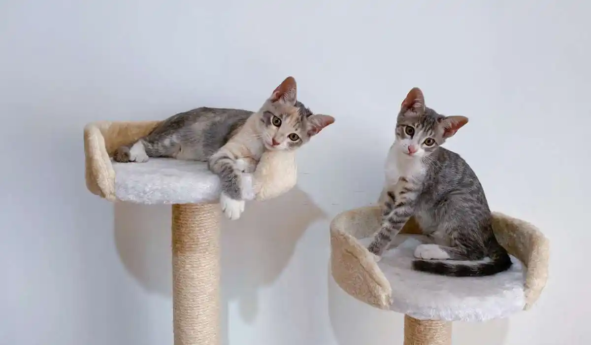 6 Best Cat Trees for Small Spaces - Perfect Solutions for Compact Homes