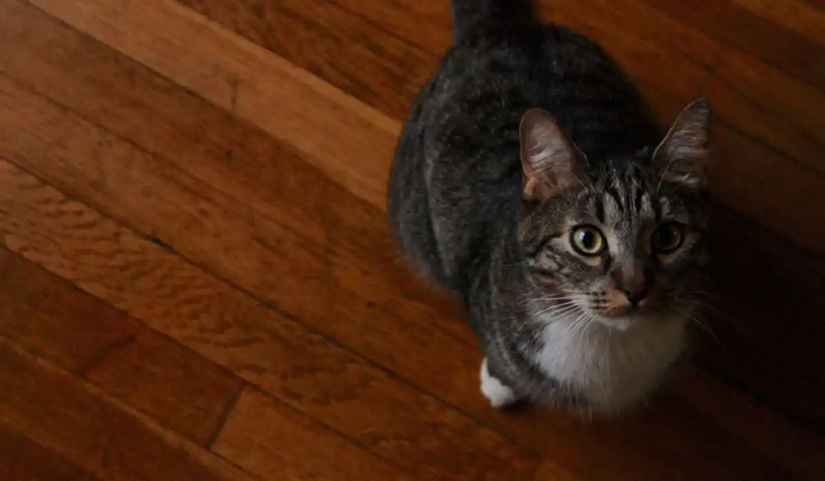 10 Best Cat Urine Removers for Hardwood Floors – Say Goodbye to Odors and Stains