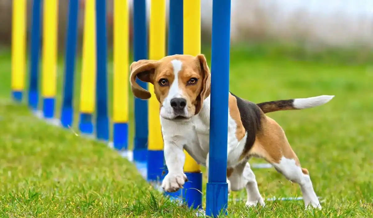 5 Best Dog Agility Training Equipments Every Owner Needs