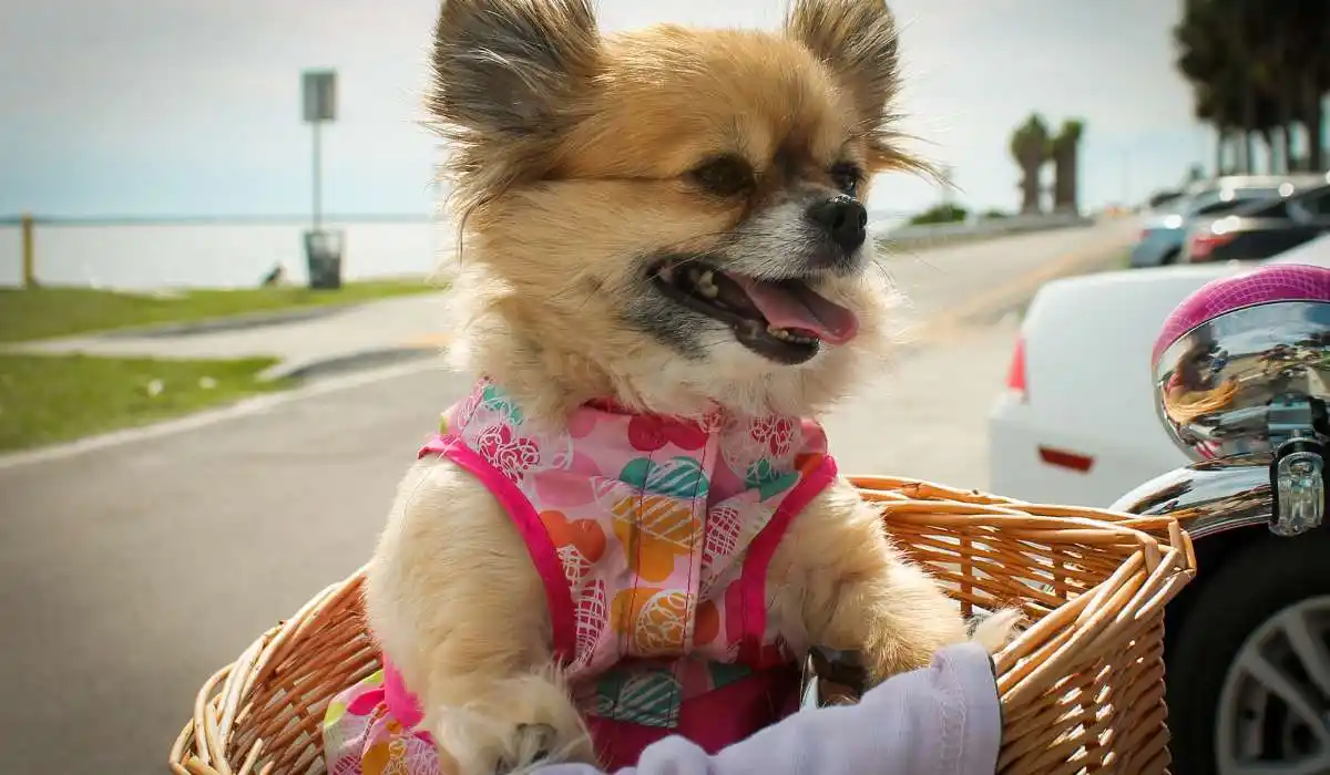 5 Best Dog Bike Baskets for Safe and Stylish Rides With Your Pup