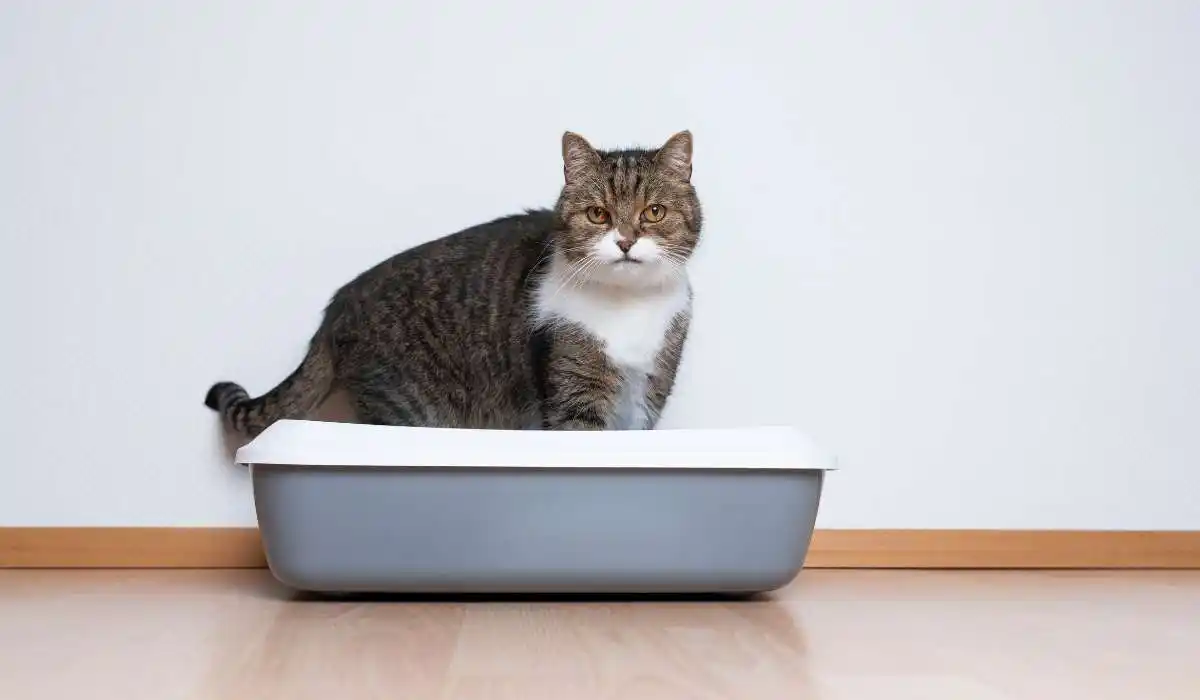4 Best Extra Large Litter Boxes for Cats - Making Cleanup a Breeze