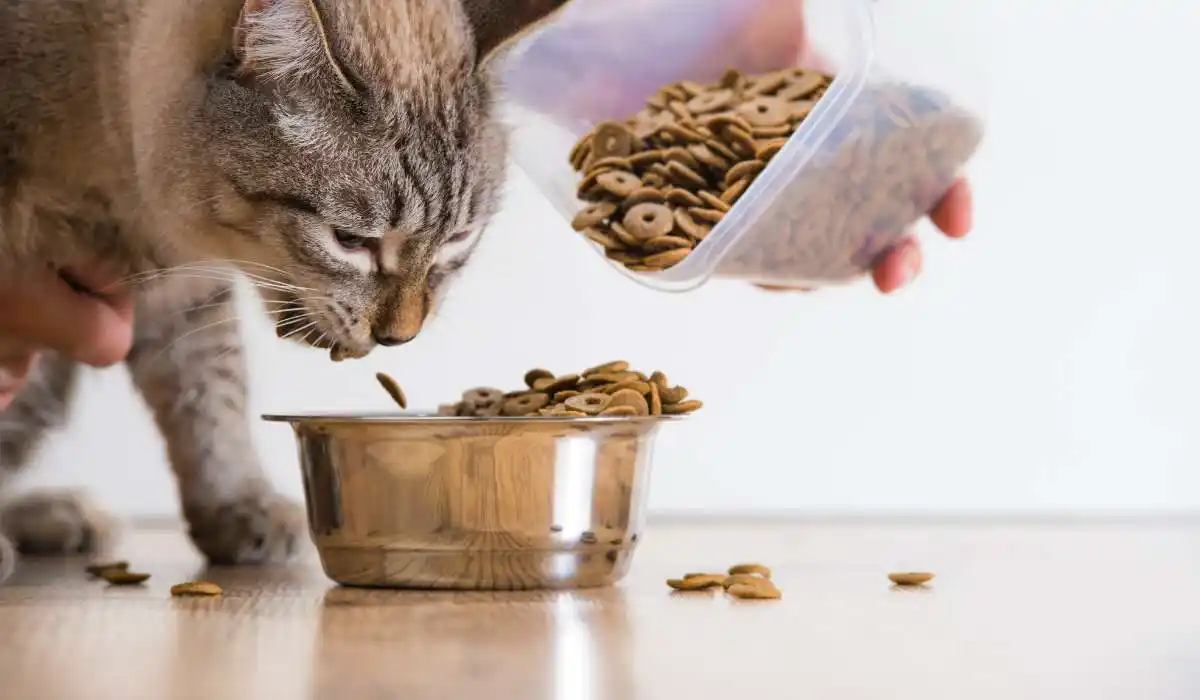 7 Best Grain-Free Cat Foods That Your Feline Friend Will Love
